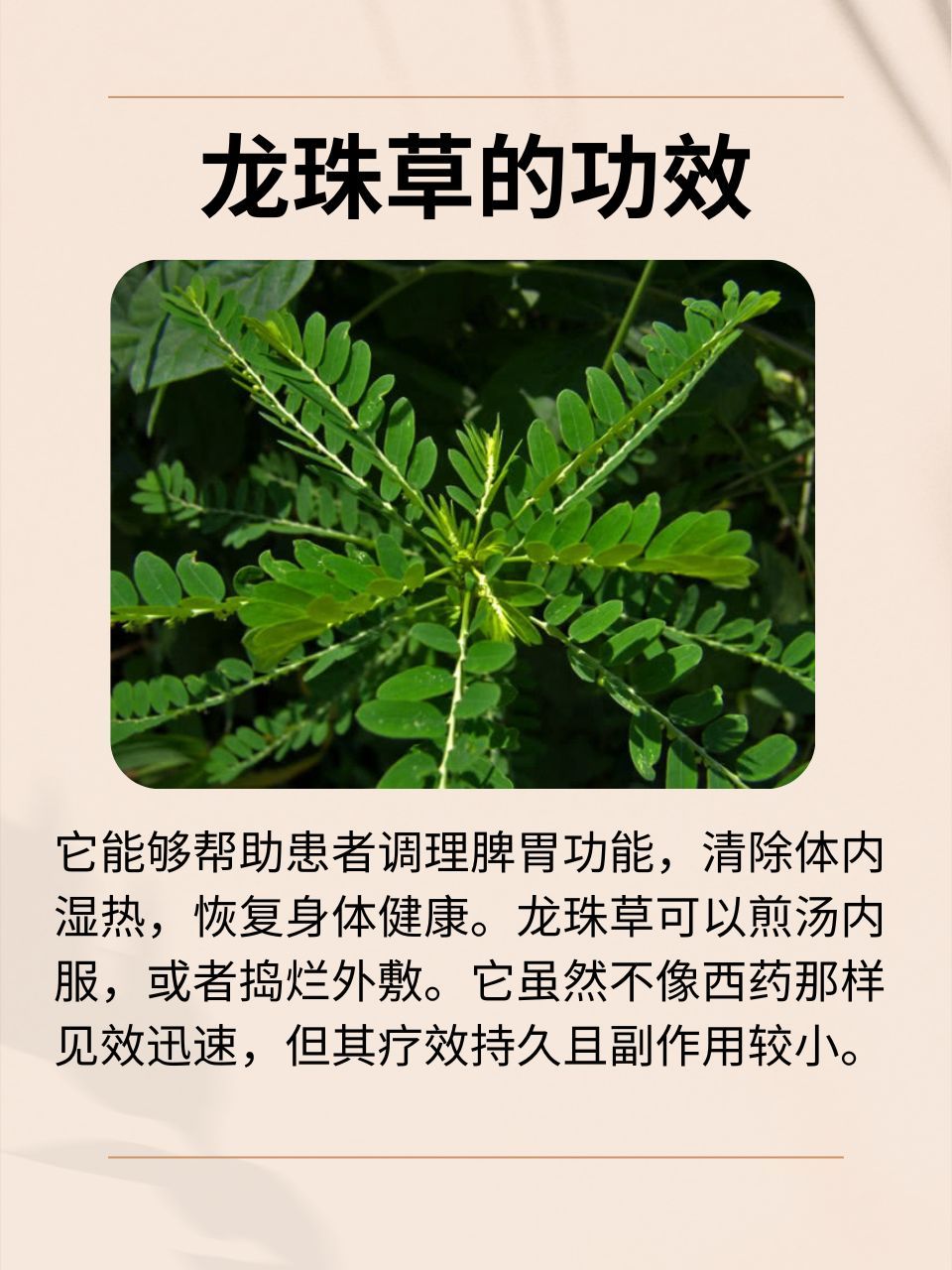 手游龙珠草(龙珠草的功效和禁忌)下载